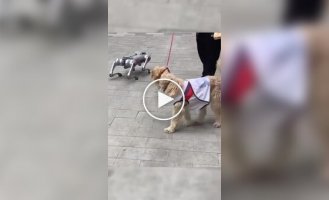 Собака встретила робопса