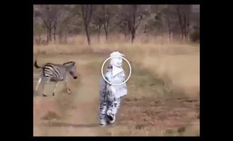 Какая-то неправильная зебра