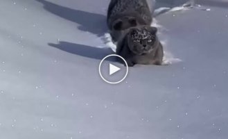Два кота и глубокий снег