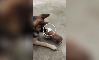 Жадный щенок отгоняет пса от миски