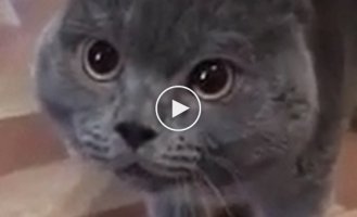 Говорящий кот пытается что-то сказать хозяину