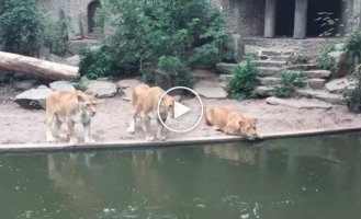 Львы охотятся на цаплю в амстердамском зоопарке   