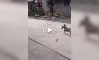 Отважный птенчик против собаки