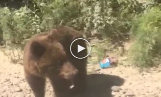Прикормленный медведь