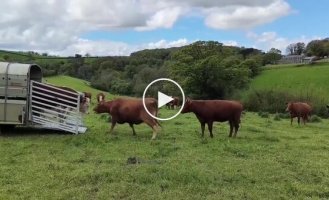 Коровы встречают быка Самсона