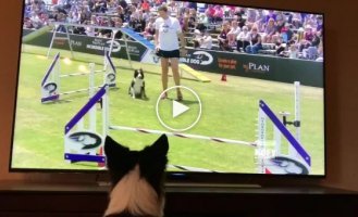 Жизнерадостная собака смотрит по телевизору собственное выступление на турнире для собак