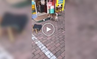 Кошка прогнала пса, облаявшего ее котенка