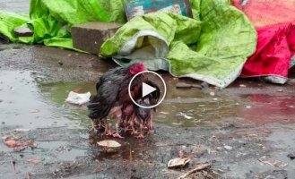 Мама-курица укрыла своих птенцов от сильного дождя