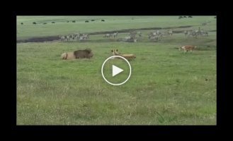 Хромая собака защищала свое стадо от львов