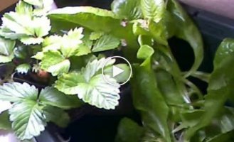 Ускоренное видео роста растений на балконе