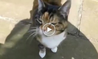 Котейка встречает хозяина