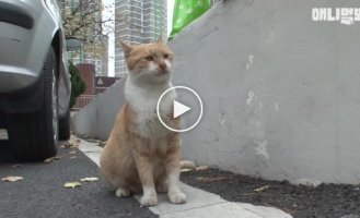 Трогательная история кошки, которая берёт еду только в пакетах