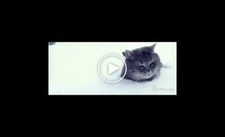 Котейка в снегу