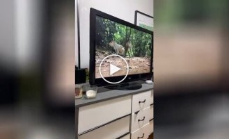 Пса шокировала белка в телевизоре