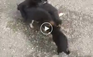 Злобные собаки напали на несчастного кота