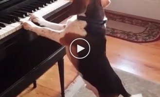 Собака играет на фортепиано и скулит