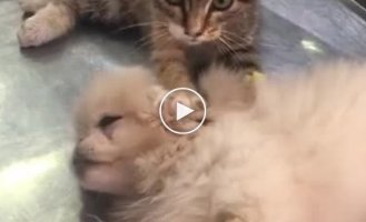 Котенок утешил больную собаку в ветеринарной клинике в Турции