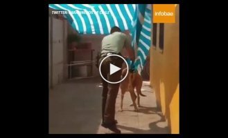Чилийская полиция освобождает собаку