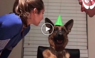 Собаку Зевс поздравили с Днем Рождения тортом