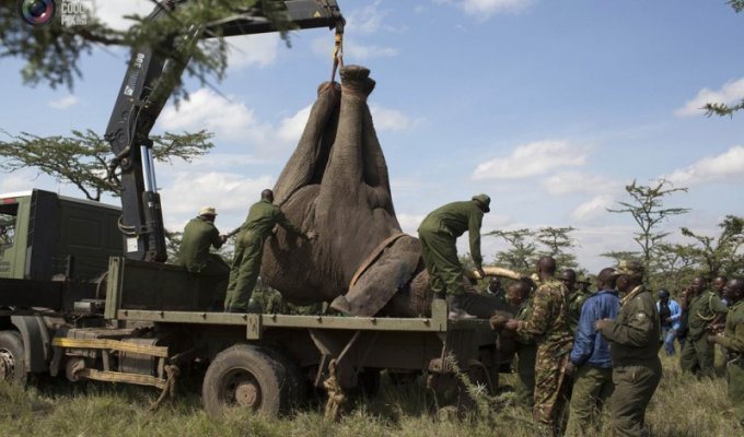 Служба охраны дикой природы Кении переселяет слонов (15 фото)