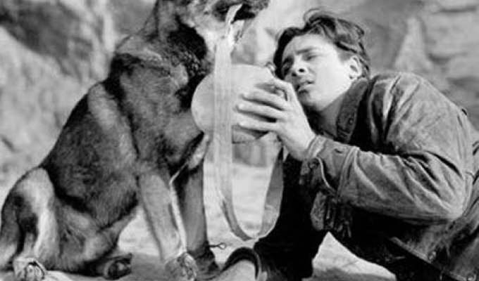 Собака, которая спасла Warner Brothers. (19 фотографий)