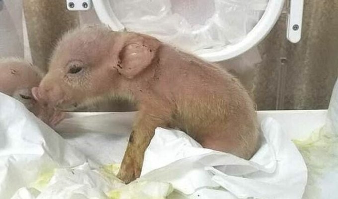 В Китае родился первый в мире гибрид свиньи и обезьяны (3 фото)