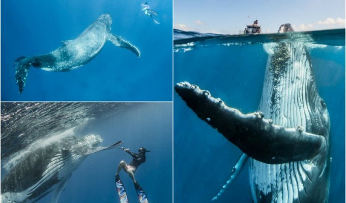 Невероятные фотосессия кита с человеком (6 фото)