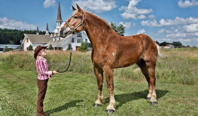 Большой Джейк - самый высокий конь в мире (7 фото)