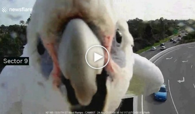 Дикий попугай атаковал камеру наблюдения на автомагистрали в Австралии
