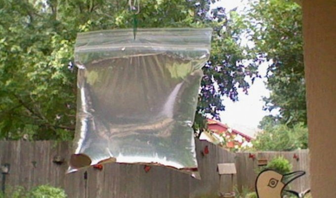 Этот простой прием с пластиковым пакетом отгонит всех мух от вашего дома (9 фото)
