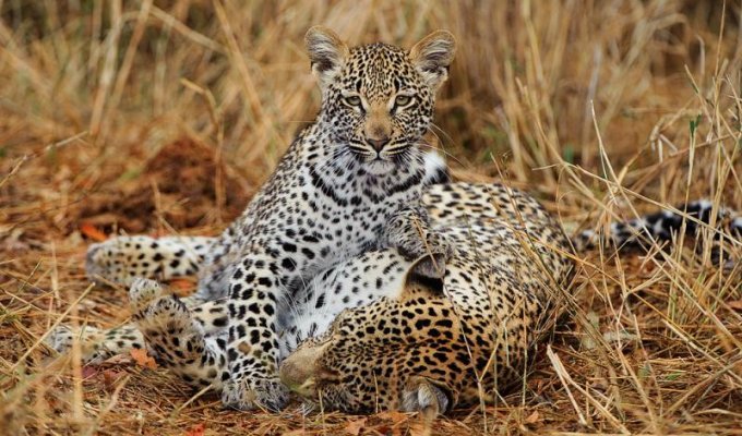 Африканские леопарды в фотографиях Грега дю Туа (16 фото)
