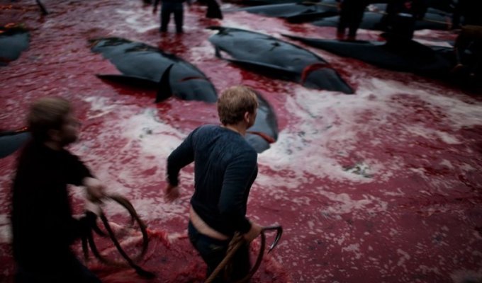Житель Фарерских островов пытается оправдать жестокость убийства китов (14 фото)