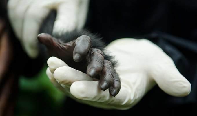 Из рук браконьеров: спасение детеныша гориллы (9 фото)