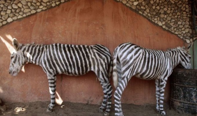 В секторе Газа двух ослов покрасили как зебр (4 фото)