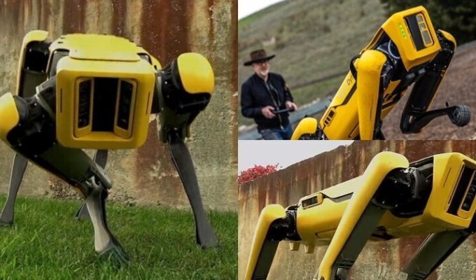 Boston Dynamics начала продажу робособаки Spot (3 фото)