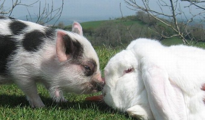 Позитив дня. Мини-свинка и кролик (4 фото)