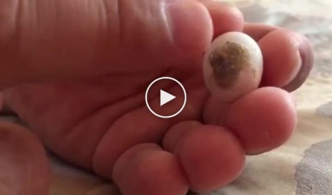 Рождение попугая из яйца