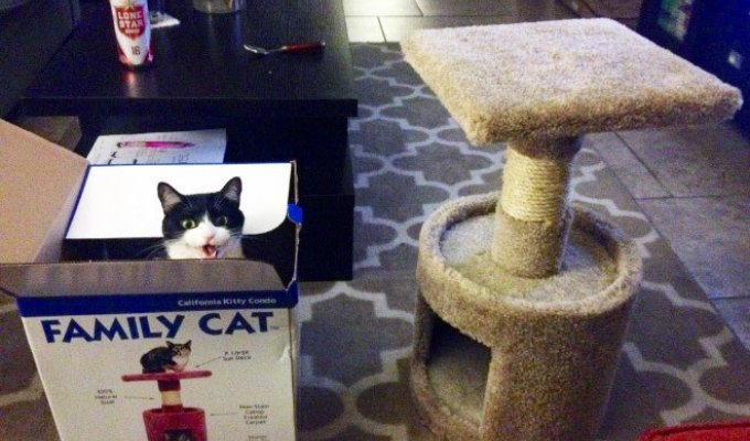 Коты лучше хозяев знают, как использовать их дорогие подарки (22 фото)