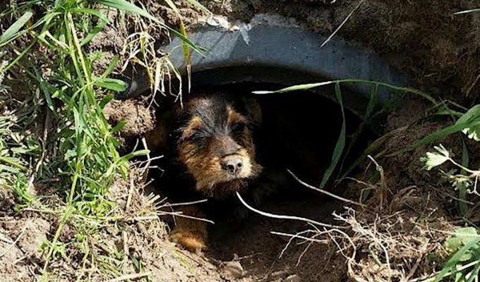 Поляк спас хромающую собаку от смерти в дренажной трубе