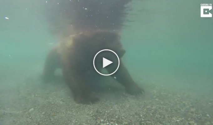 Съемка подводной камерой, как ловит рыбу медведь под водой