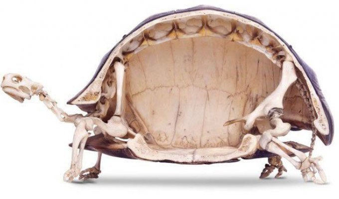 12 невероятных фактов, которые скрывают черепахи под своим панцирем (8 фото + 4 гиф)