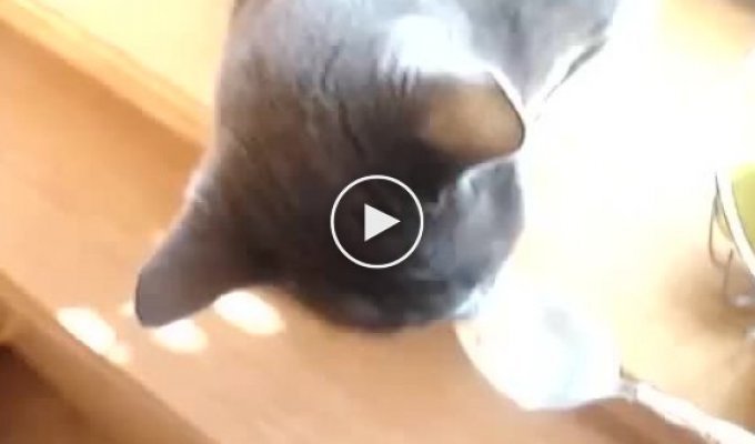 Кот издает странные звуки во время еды