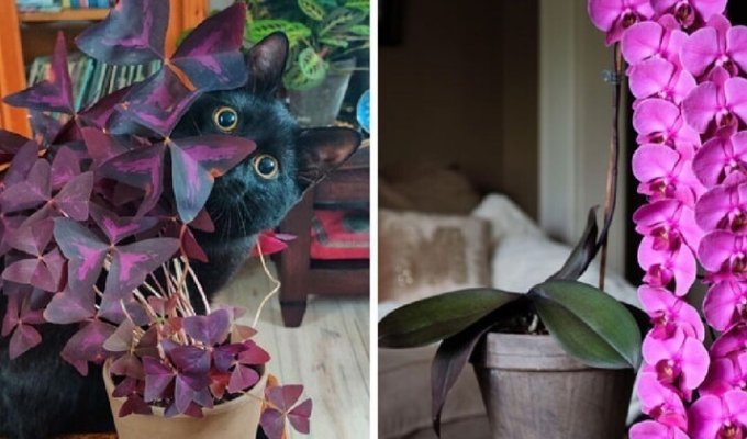 27 замечательных фотографий от любителей комнатных растений (28 фото)