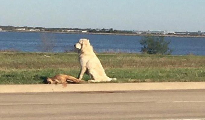 Собака отказывалась покидать тело друга, после того, как его сбила машина (4 фото)