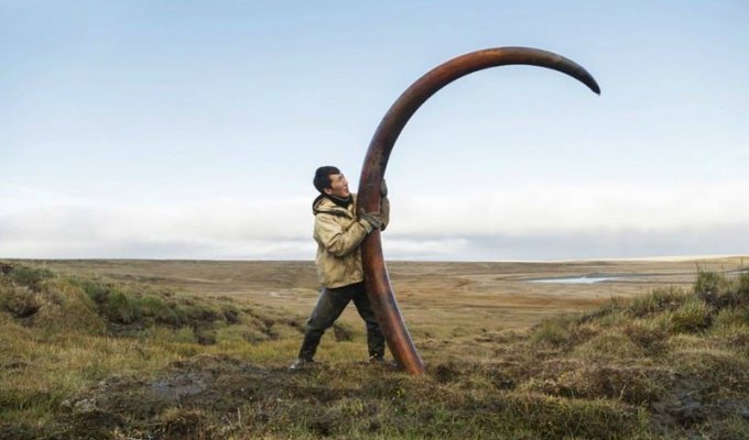 Древние якуты принимали торчащие из земли бивни мамонта за рога мифического Быка холода (15 фото)