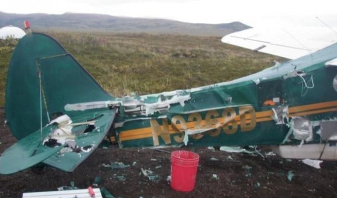 Медведь напал на самолет (6 фотографий)