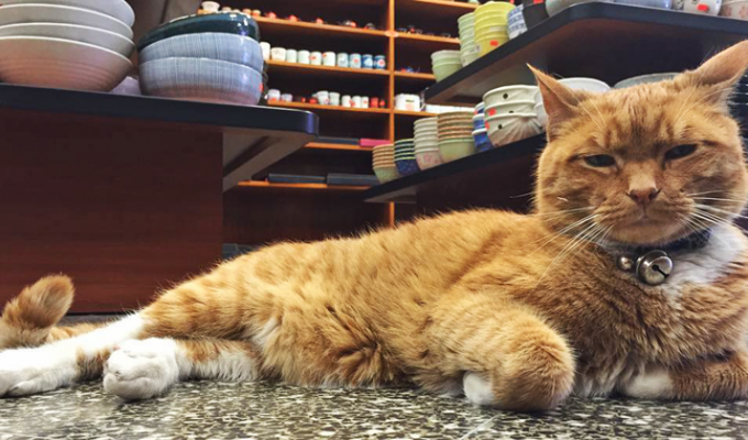 Этот кот уже 9 лет работает без выходных в магазине (7 фото)