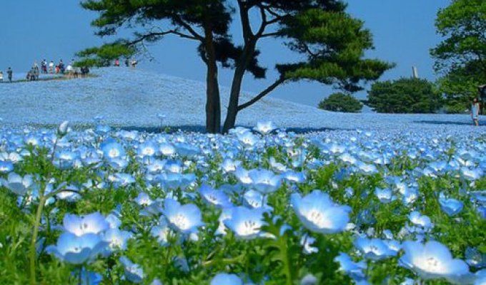 Красивый японский парк Hitachi Kaihin Park (16 фото)