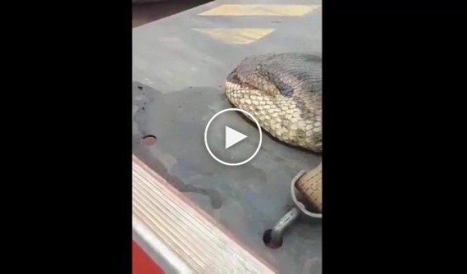 Да что вы знаете о гигантских змеях