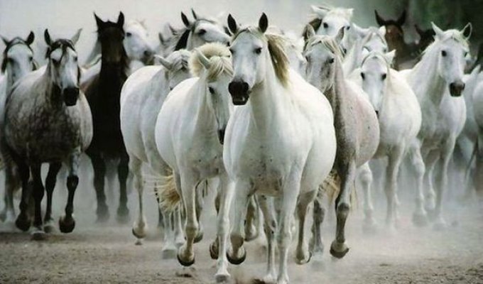 24 факта о лошадях (5 фото)